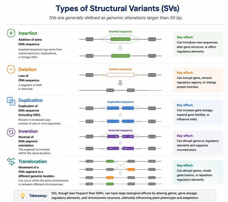 Beyond SNPs: Why Structural Variants Are Reshaping Crop Breeding