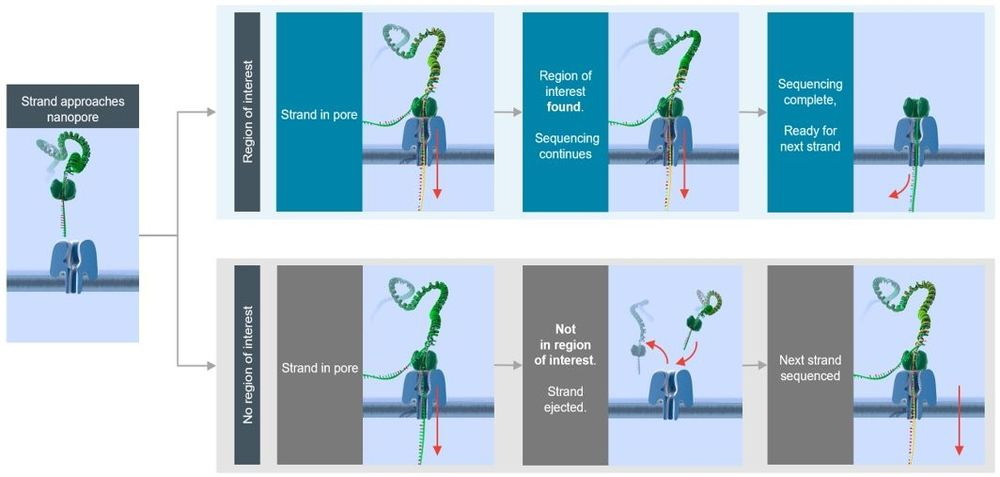 ONT Adaptive Sampling: A Game-Changing Targeted Sequencing Technology